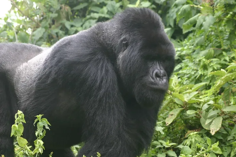 2025 gorilla habituation experience bwindi safaris.