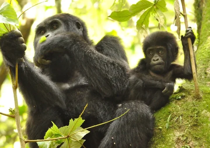 Observing gorillas