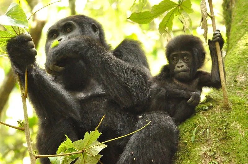 Observing gorillas