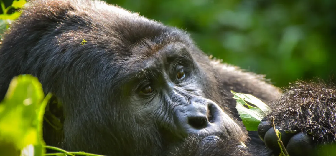 Affordable gorilla trekking in Uganda