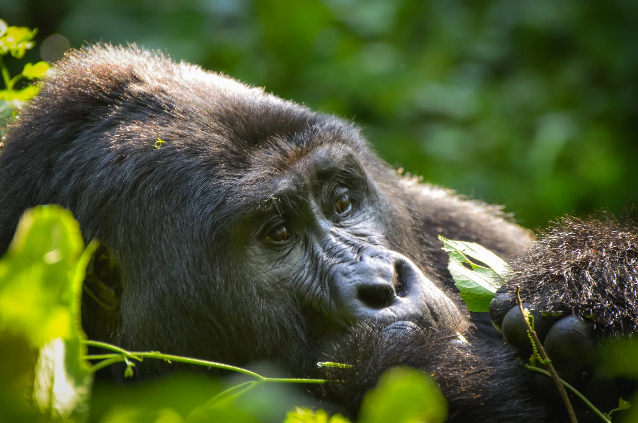 Affordable gorilla trekking in Uganda