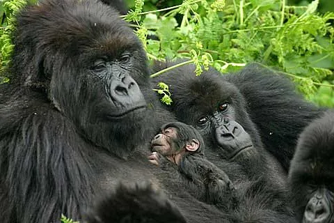 23 years of gorilla tourism Uganda.