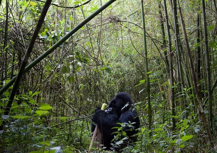anti-poaching efforts around Karisoke