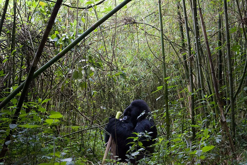 anti-poaching efforts around Karisoke
