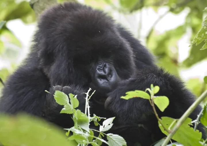 Gorilla tracking-which country benefits more - Gorilla trekking safaris and tours.