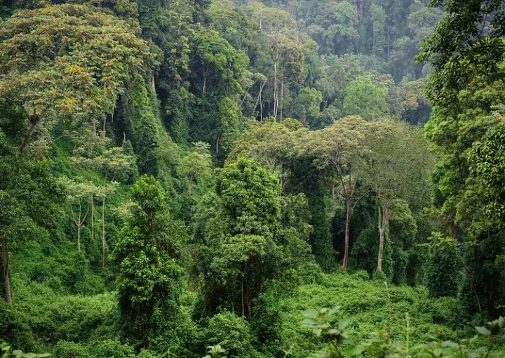 How is safety and security guaranteed during chimpanzee trekking in Nyungwe National Park?