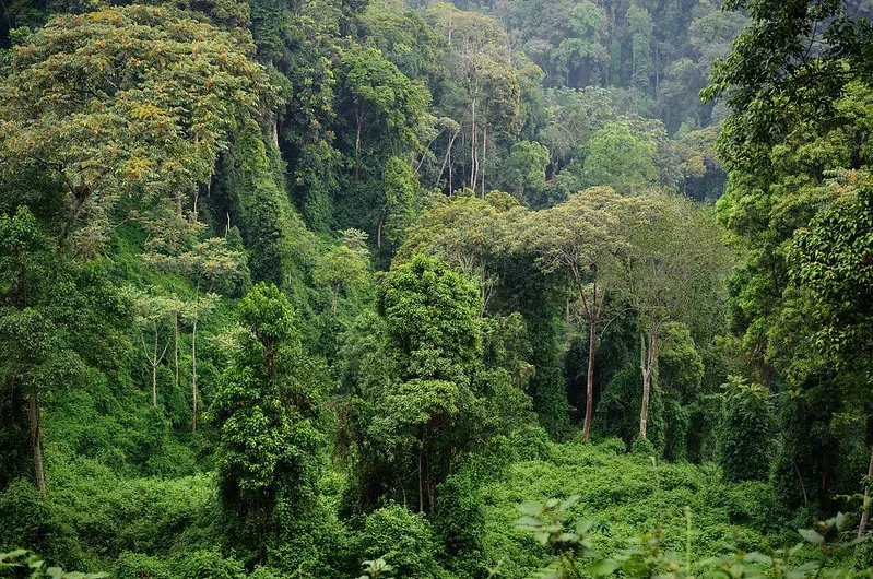 How is safety and security guaranteed during chimpanzee trekking in Nyungwe National Park?