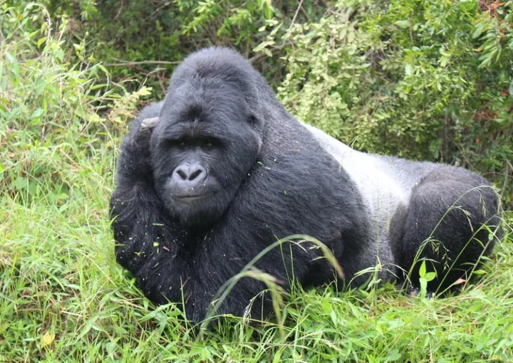 Kyaguriro silverback dead.