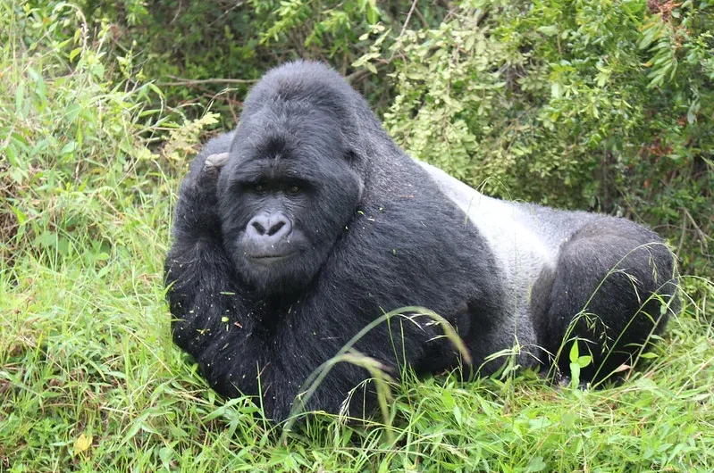 Kyaguriro silverback dead.