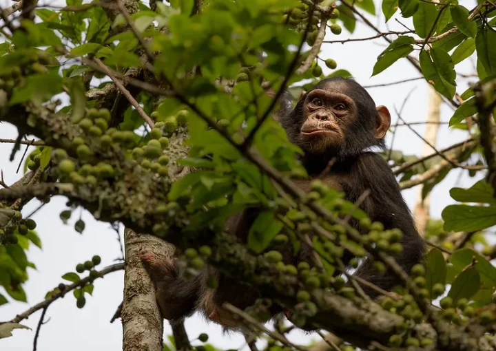 How many days do you need for gorilla and chimp trekking in Rwanda?