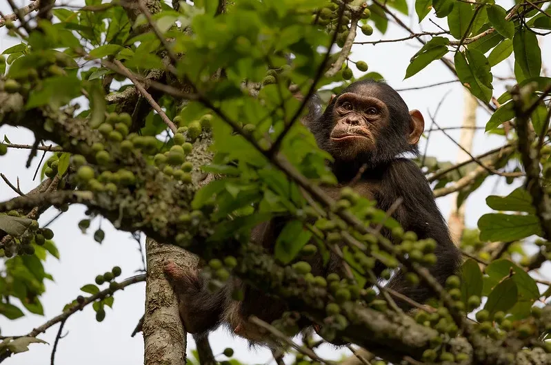 How many days do you need for gorilla and chimp trekking in Rwanda?