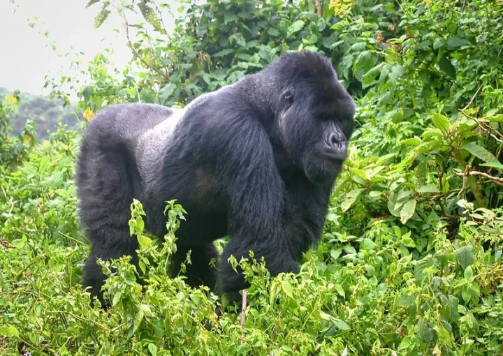 Why Does Rwanda Not Have Gorilla Habituation Experience in Volcanoes National Park? 