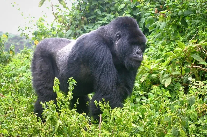 Why Does Rwanda Not Have Gorilla Habituation Experience in Volcanoes National Park? 