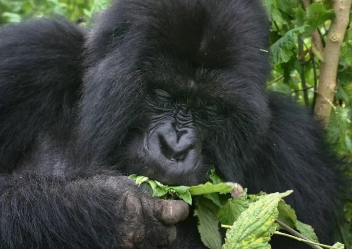 The Gorilla habituation process - Gorilla habituation safaris - Gorilla permits.