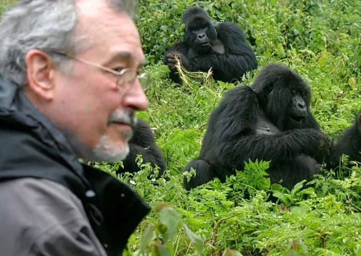 Gorilla tourism and communities around Bwindi impenetrable forest.
