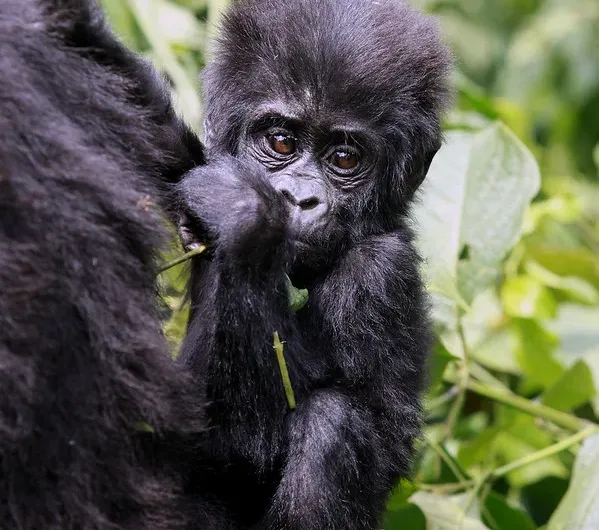 3 Day gorilla habituation experience safari from Kigali