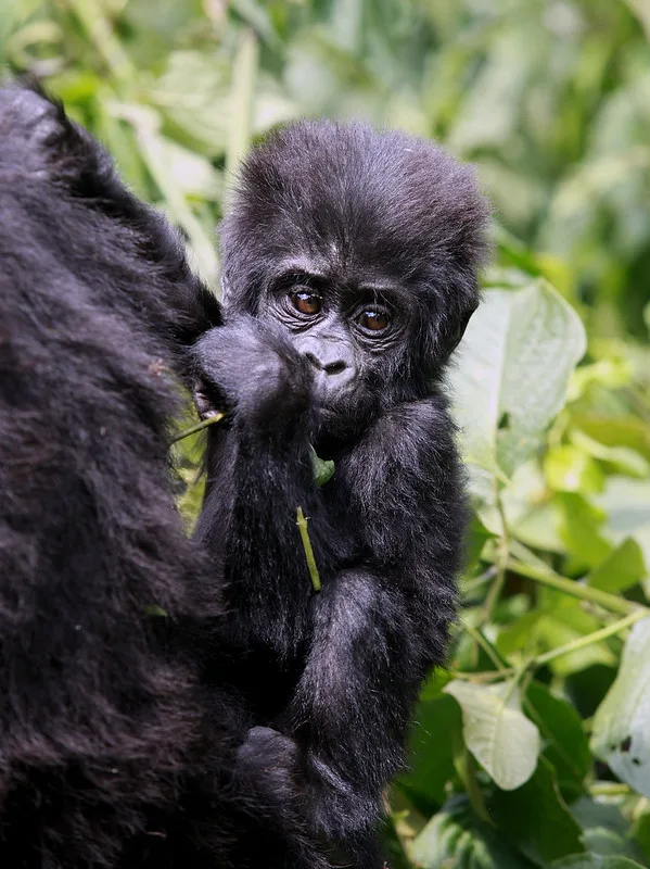 3 Day gorilla habituation experience safari from Kigali