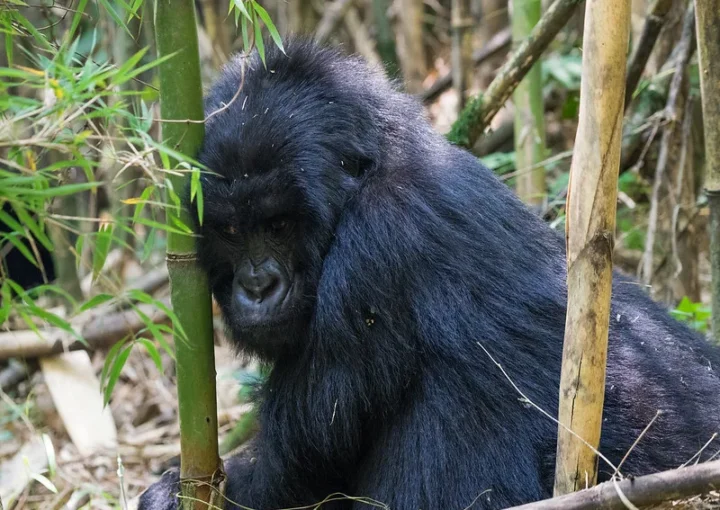 Today, Uganda's wildlife authority has come out to correct the narrative that was written about in the weekly observer dated 29th May 2015. Details at http://www.observer.ug/business/38-business/38076-mgahinga-cuts-gorilla-ticket-fees. The report above claims that Mgahinga gorilla licenses were allegedly decreased from USD700, the regular fee for all Uganda gorilla permits in peak season to USD350.00 in June 2015. The campaign, which runs from 1st to 30th June 2015, aims to draw more visitors to Mgahinga National Park, which is under competition from Bwindi Impenetrable National Park. But data from Uganda Wildlife Authority's Director of Tourism office shows no such indication of declining Mgahinga gorilla permits granted out from the agency. He stated that while Uganda Wildlife Authority would be offering low season discounts on all Uganda gorilla permits, be it for Bwindi National Park, every year UWA will be reviewing the fee to be paid from time to time. For tour companies eager to get visitors to Maghinga National Park in June—high season—this story had created a lot of buzz. For anyone who want to monitor the endangered mountain gorillas using reduced gorilla permits, this means they will have to wait until November 2015 when they will be once again on sale. More specifics about reduced gorilla permits and how to schedule reasonably priced gorilla trips still in our control.
