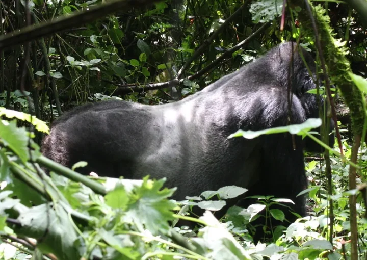 New silverback takes over leadership of Nyakagezi gorilla group.