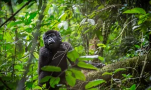 Uganda Wildlife Authority Gives Availability Of Gorilla Permits To Uganda Tour Operators.