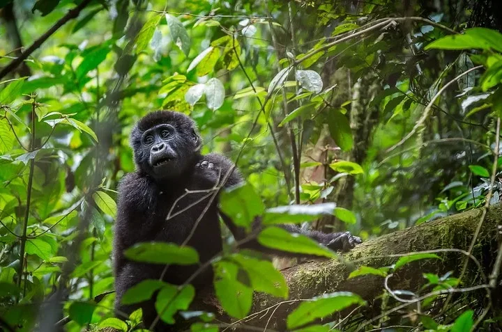 Uganda Wildlife Authority Gives Availability Of Gorilla Permits To Uganda Tour Operators.