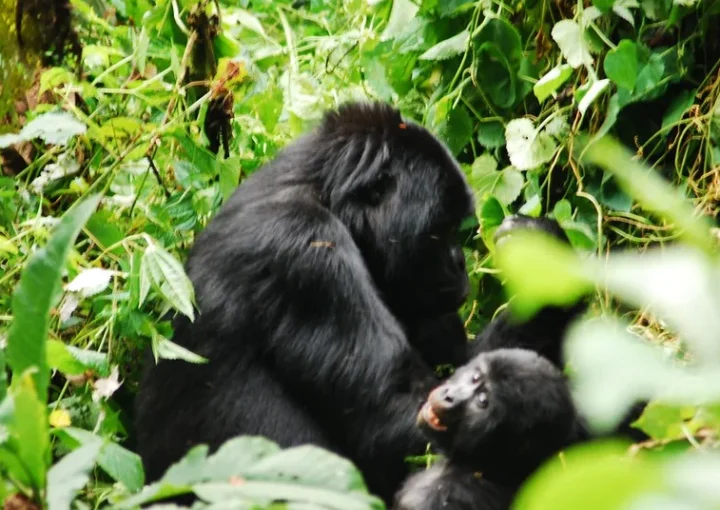 The great walk to save gorillas - Gorilla trekking safaris and tours - Gorilla permits.
