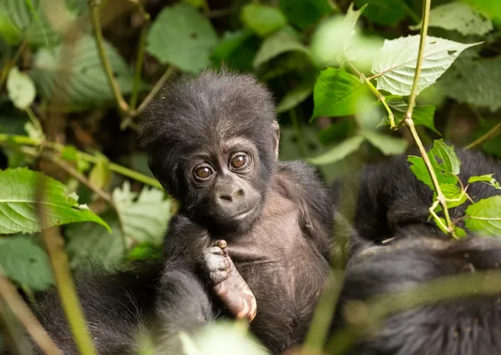 Updated list of gorilla families and permits available in Rushaga region.