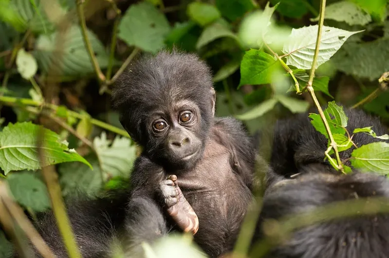 Updated list of gorilla families and permits available in Rushaga region.