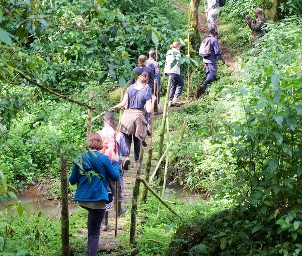 How To Get To Bwindi National Park by Fly-in Or Driving Safari.