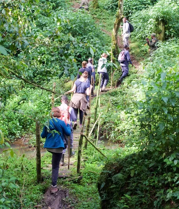 How To Get To Bwindi National Park by Fly-in Or Driving Safari.