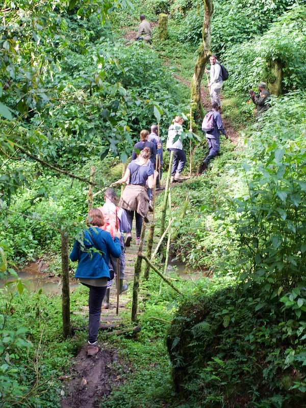 How To Get To Bwindi National Park by Fly-in Or Driving Safari.