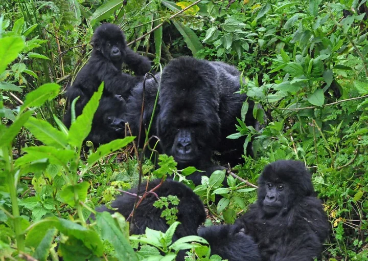 Updated list of gorilla families and permits available in Ruhija region.
