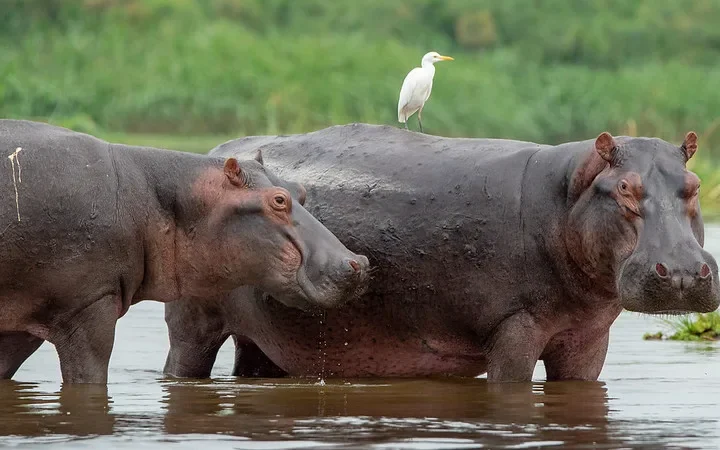 Short trips to do before or after a conference in Uganda.