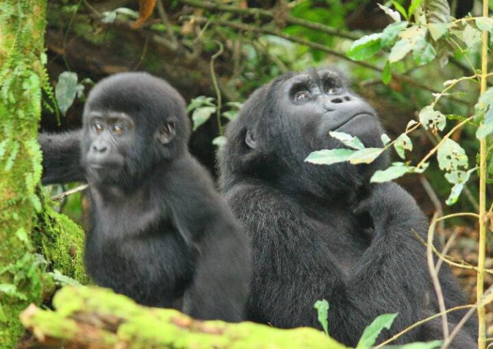 Uganda tourism news updates.