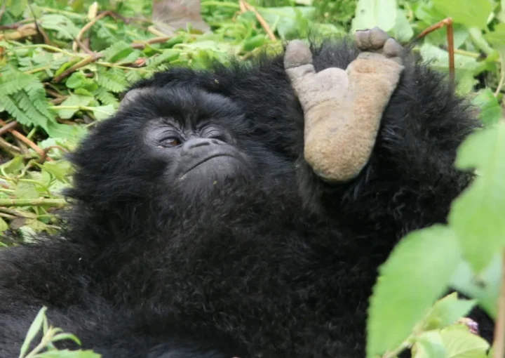 Planning a team-building safari to trek gorillas in Rwanda
