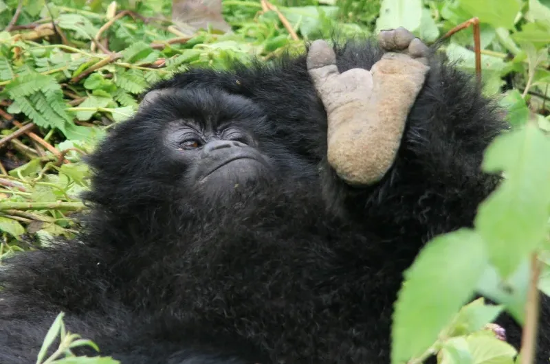 Planning a team-building safari to trek gorillas in Rwanda