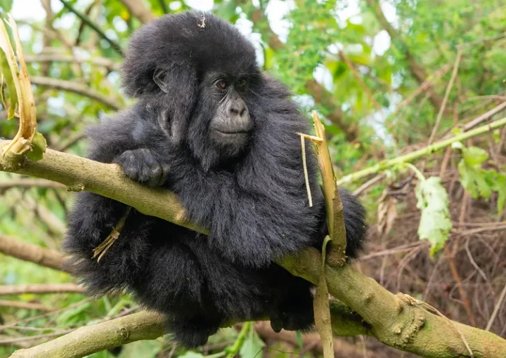 Trekking gorillas in Rwanda on your wedding anniversary.