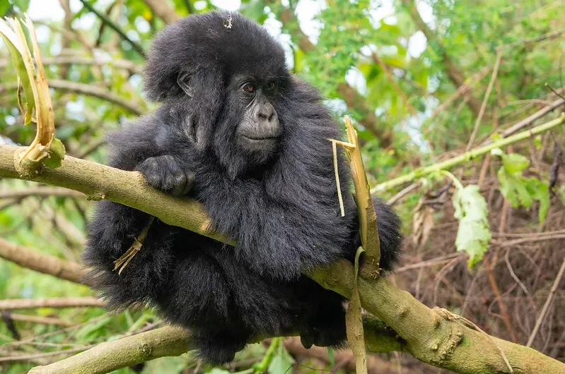 Trekking gorillas in Rwanda on your wedding anniversary.