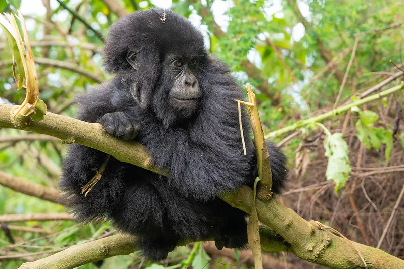 Trekking gorillas in Rwanda on your wedding anniversary.