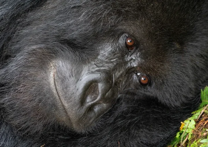 White Apes and Ecotourists - Ecotourism - Gorilla trekking safaris and tours.