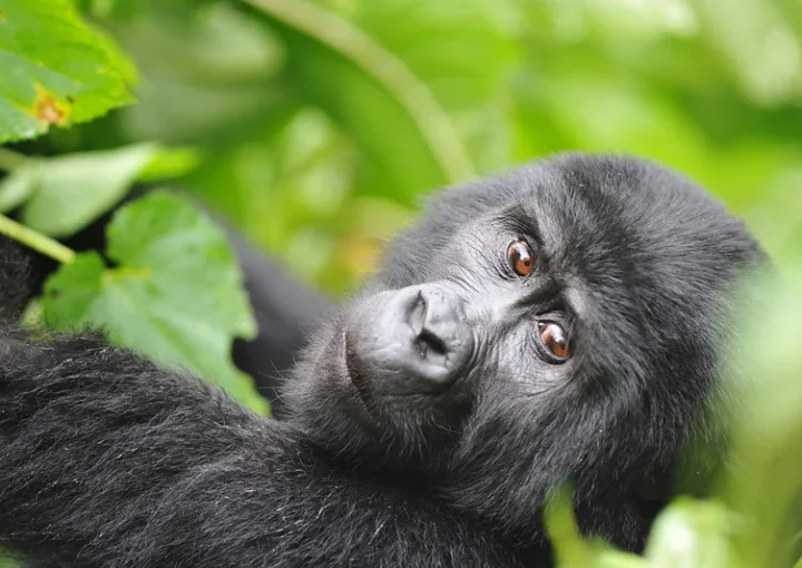 Rescheduling gorilla permits in Uganda and Rwanda.