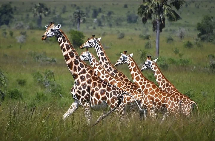 Uganda National parks in top 50 best Africa Parks - Africa Safari destinations.