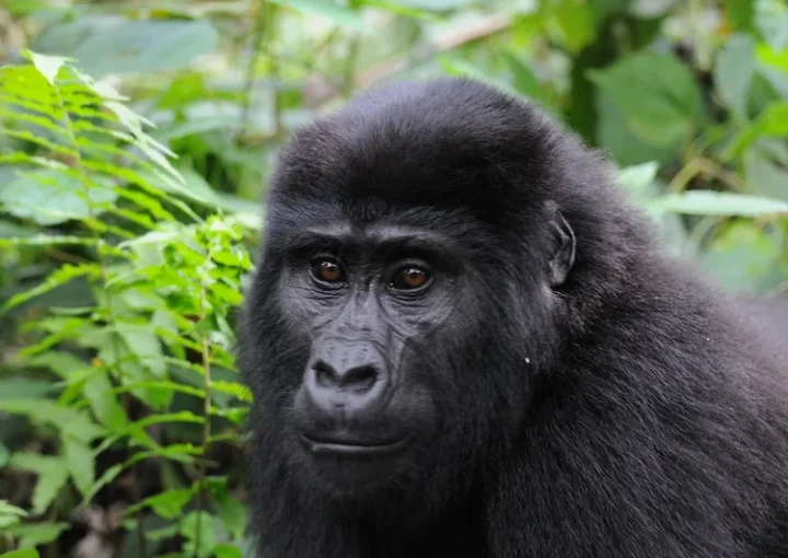 How to plan to see gorillas in Uganda during the winter break.