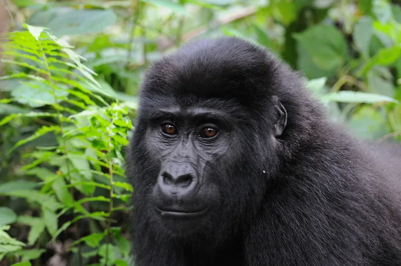 How to plan to see gorillas in Uganda during the winter break.