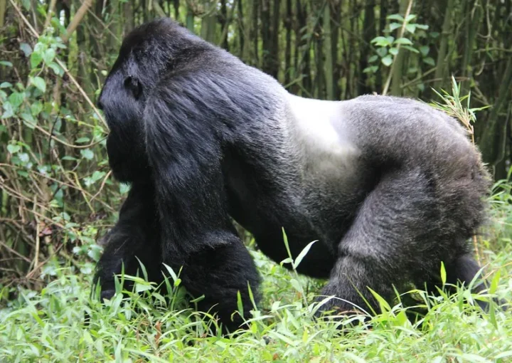 of gorilla trekking