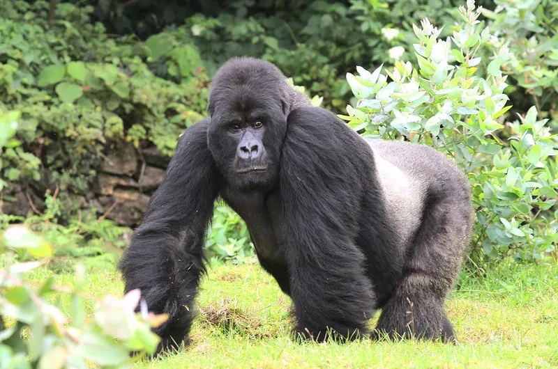 How to plan gorilla trekking in Rwanda during the winter break.