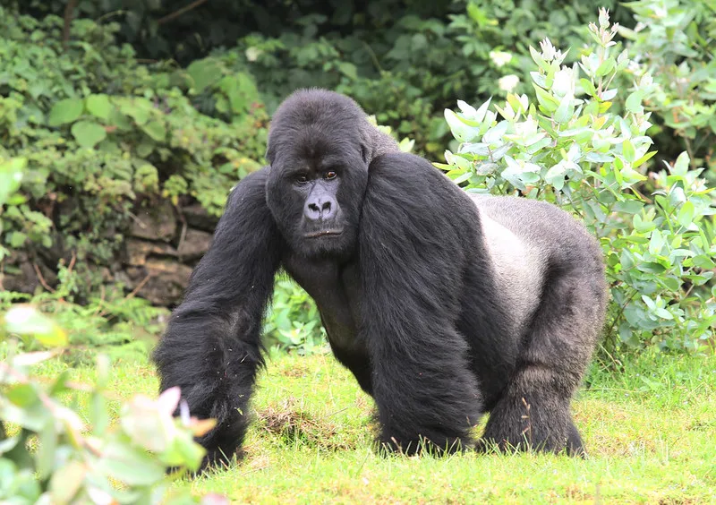 How to plan gorilla trekking in Rwanda during the winter break.