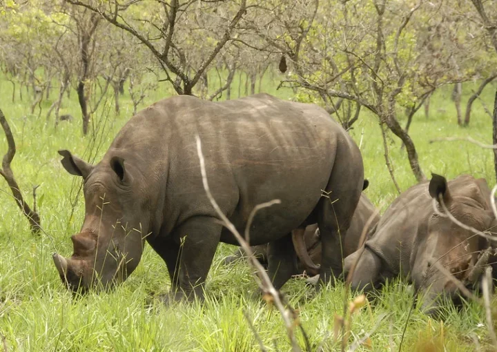 How to plan a winter holiday safari to Uganda.