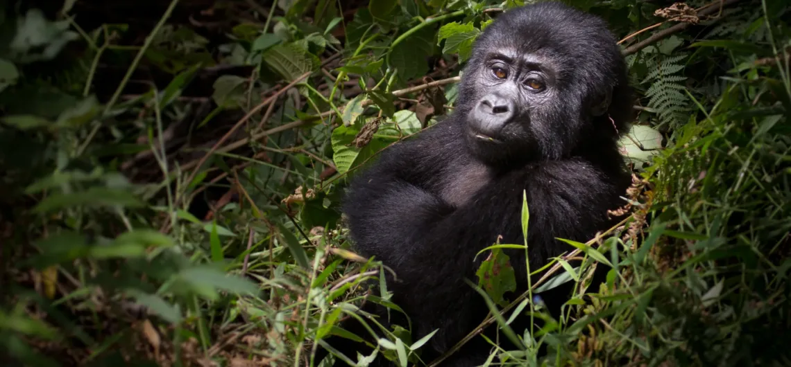 Best Destination for Gorilla Trekking