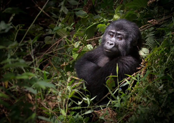 Best Destination for Gorilla Trekking